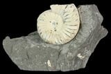 Ammonite (Pleuroceras) Fossil in Rock - Germany #125420-1